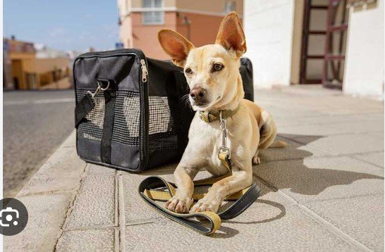 帶寵物回香港：完整指南與注意事項